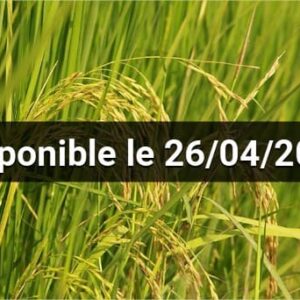 Fambolena vary biolojika (Teknika avolenta)